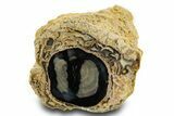 Petrified Wood (Schinoxylon) Limb - Blue Forest, Wyoming #382246-1